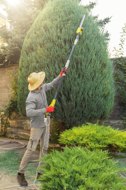 Why Choose Our Tree Removal Services in Mont Clare, PA?